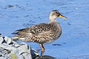 Female Duck Prints: Gadwall, Mareca strepera