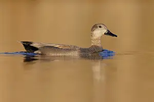 Gadwall Bird Prints: Gadwall, Mareca strepera