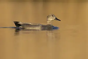 Gadwall Bird Prints: Gadwall, Mareca strepera
