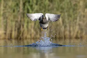 Gadwall Bird Prints: Gadwall, Mareca strepera