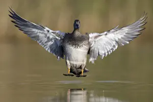 Water Birds Europe Prints: Gadwall, Mareca strepera