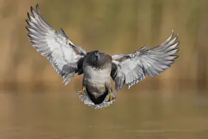 Water Birds Europe Prints: Gadwall, Mareca strepera