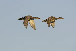 Wildlife Photography Iceland Prints: Gadwall, Mareca strepera