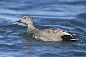 Anatidae Species Images Prints: Gadwall, Mareca strepera