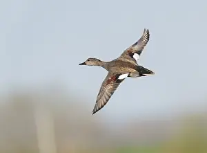 Birds In Flight Photography Prints: Gadwall;Mareca strepera