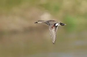 Birds In Flight Over Water Prints: Gadwall;Mareca strepera