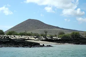 Galapagos Islands Prints: Galapagos