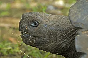 Galapagos Tortoise Prints: Galápagos Tortoise