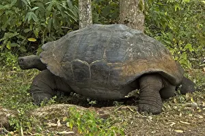 Galapagos Tortoise Prints: Galápagos Tortoise