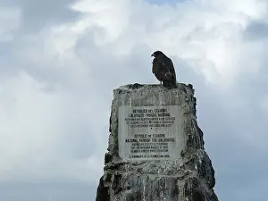 Galapagos Hawk Print
