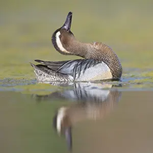 Bird Courtship Display Prints: Garganey
