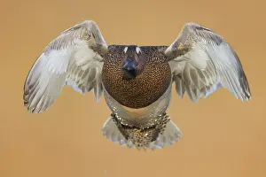 European Waterbird Species Prints: Garganey