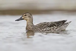 Nature Photography Italy Prints: Garganey