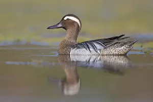 Adult Male Duck Prints: Garganey