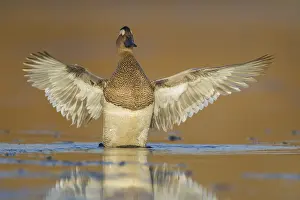 Garganey Bird Prints: Garganey