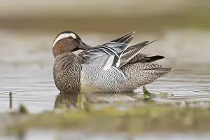 Waterfowl Wildlife Images Prints: Garganey