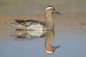 Garganey Bird Prints: Garganey