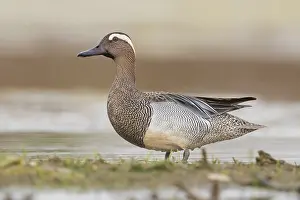Garganey Bird Prints: Garganey