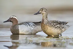 Male Duck Species Prints: Garganey