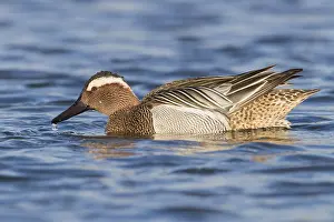 Anatidae Species Images Prints: Garganey