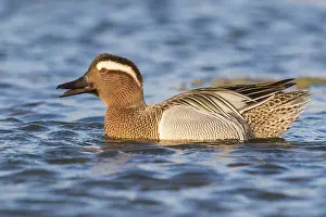 European Waterbird Species Prints: Garganey