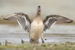 Nature Photography Birds Prints: Garganey