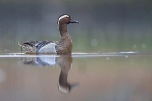 Framed Print : Garganey Print: Anas querquedula