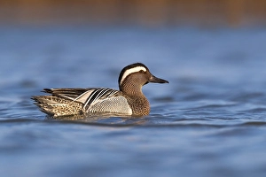 Images Dated 22nd March 2018: Garganey Print; Anas querquedula by Agami
