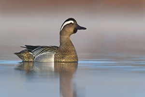 Garganey Print: Adult Male in Spring Migration