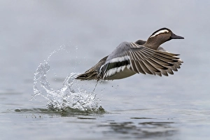 Garganey Male Print in Flight