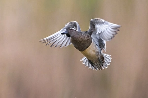 Print of a Flying Male Garganey in Mid-Air