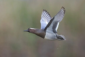 European Wildlife And Nature Prints: Garganey, Anas querquedula