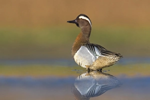 Waterfowl In Europe Prints: Garganey, Anas querquedula