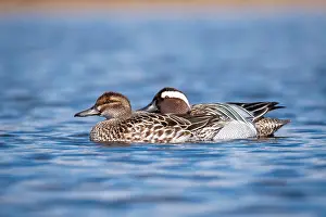 Garganey Bird Prints: Garganey; Anas querquedula