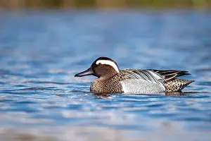 Garganey Bird Prints: Garganey; Anas querquedula