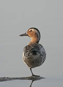 Garganey Bird Prints: Garganey, Anas querquedula