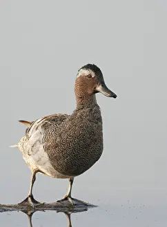 Garganey Bird Prints: Garganey, Anas querquedula