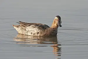 Garganey Bird Prints: Garganey, Anas querquedula