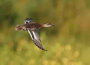 Print of First-winter male Garganey in flight