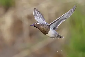 Garganey Bird Prints: Garganey, Anas querquedula