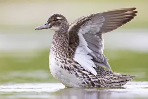 Garganey Bird Prints: Garganey, Anas querquedula
