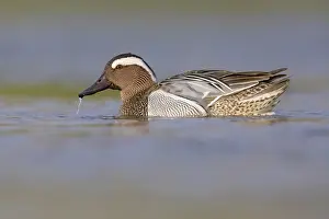 Male Duck Swimming Prints: Garganey, Anas querquedula