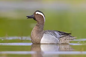 Nature Animal Images Prints: Garganey, Anas querquedula