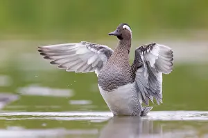 Garganey Bird Prints: Garganey, Anas querquedula