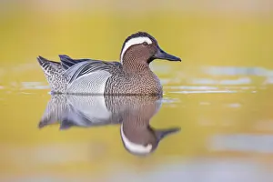 Garganey Bird Prints: Garganey, Anas querquedula