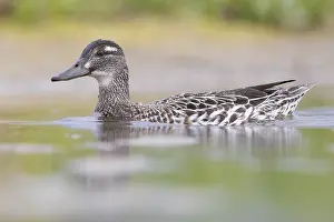 Nature Animal Images Prints: Garganey, Anas querquedula