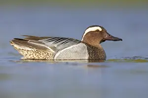 Garganey Bird Prints: Garganey, Anas querquedula
