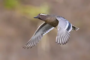 Garganey Bird Prints: Garganey, Anas querquedula