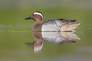 Bird Watching Europe Prints: Garganey, Anas querquedula