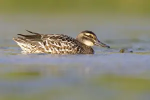 Garganey Bird Prints: Garganey, Anas querquedula